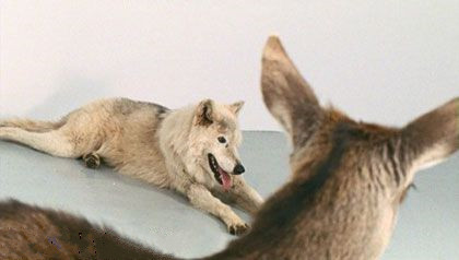 2011 米尔西亚·坎托 deeparture.jpg