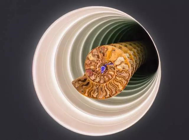 2010 西普里安·加亚尔 《菊石诗歌》.jpg